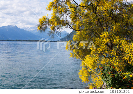 Mountains and lake Geneva 105101291