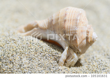 Seashell 105101631