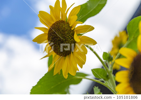 sunflower sunflower 105101806