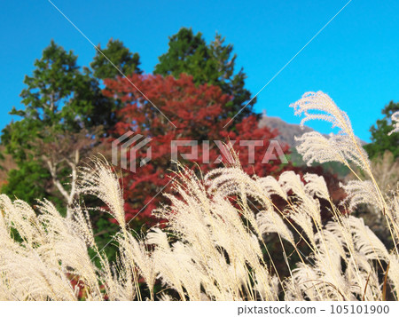 [Hakone-machi, Ashigarashimo-gun, Kanagawa] Sengokuhara silver grass natural scenery (November 2023) 105101900