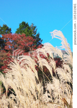 [Hakone-machi, Ashigarashimo-gun, Kanagawa] Sengokuhara silver grass natural scenery (November 2023) 105101901