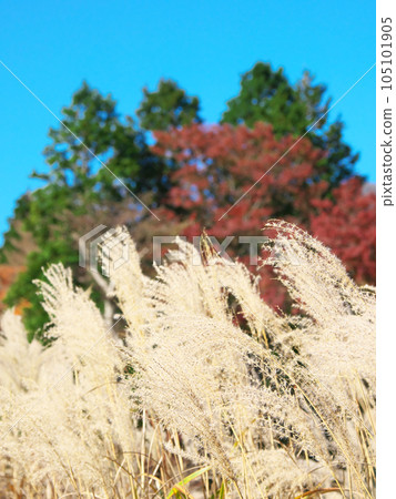 [Hakone-machi, Ashigarashimo-gun, Kanagawa] Sengokuhara silver grass natural scenery (November 2023) 105101905