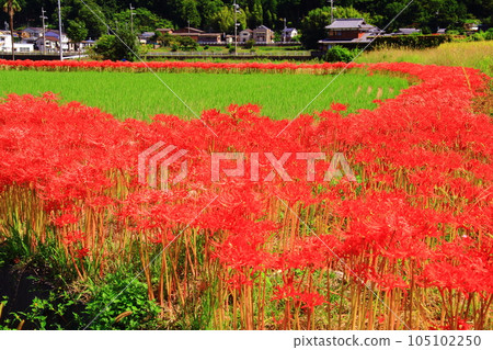 龜岡市（京都府龜岡市）穴尾寺附近盛開的孤挺花 105102250