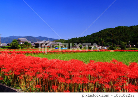 Kameoka City (Kameoka City, Kyoto Prefecture) Cluster amaryllis blooming near Anaoji Temple 105102252