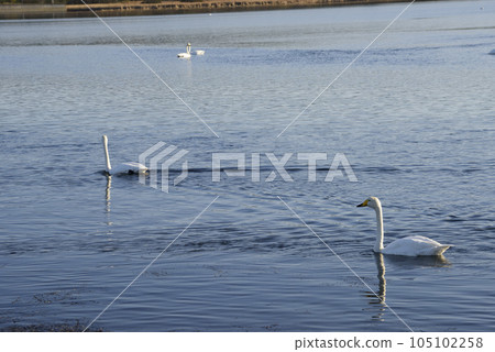 Lake Furen and swans in autumn Lake Furen and swans in autumn 105102258