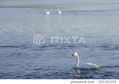Lake Furen and swans in autumn Lake Furen and swans in autumn 105102259