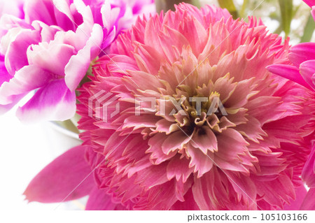 粉色花束 花瓶花束 105103166