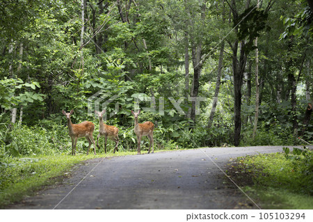 Ezo deer that appeared on the side of the road 105103294