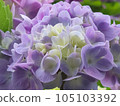 Lilac hydrangea flower 105103392