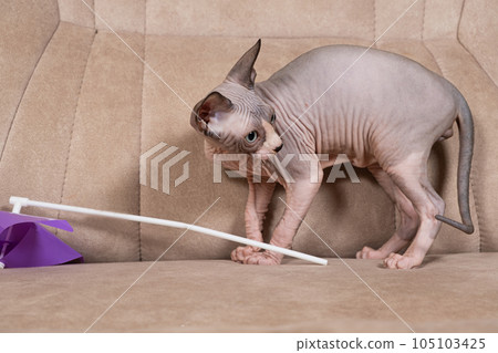 A three-month-old Canadian Sphynx kitten plays with a toy on the couch A three-month-old Canadian Sphynx kitten plays with a toy on the couch 105103425