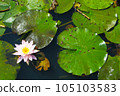 water lily and floating leaves 105103583