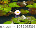 distant view of water lily 105103584