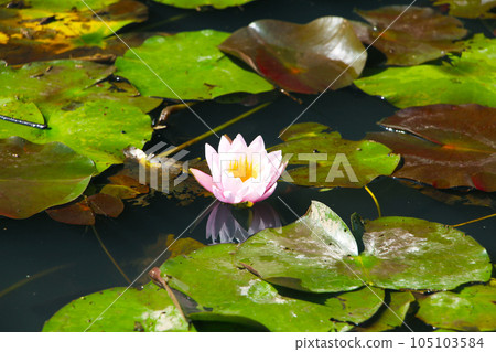 遠處看睡蓮 105103584