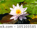 Water lily close-up 105103585