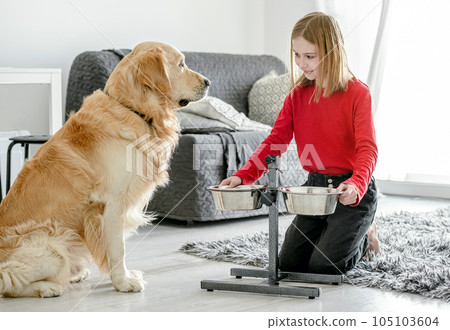 Cute little girl feeding young golden retriever dog at home 105103604
