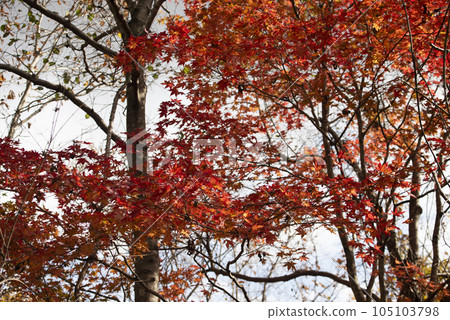 從釧路濕地散步道看到的紅葉 105103798