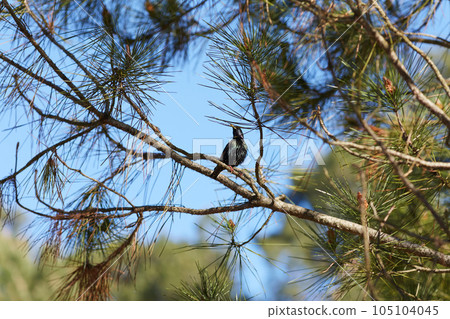 starling standing on a pine branch 105104045