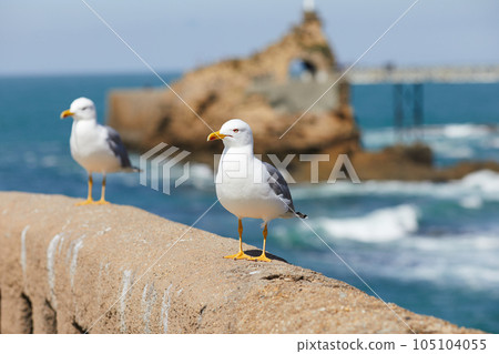 seagulls perched on the hand rail of the pier 105104055