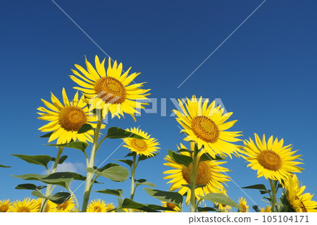 Blue sky and sunflower 105104171
