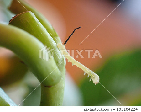 1st instar larvae 1st instar larvae 105104224