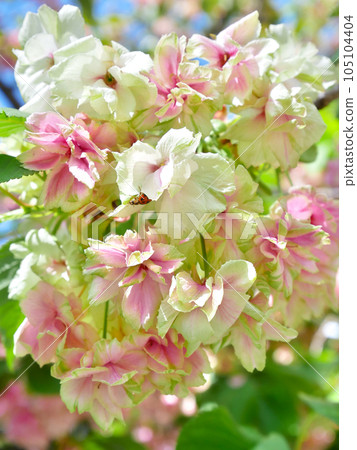 綠色櫻花(行井黃櫻)開始變紅和瓢蟲 綠色櫻花(行井黃櫻)開始變紅和瓢蟲 105104404