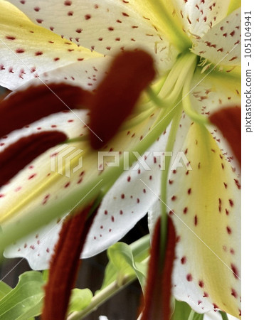 金百合花特寫 金百合花特寫 105104941