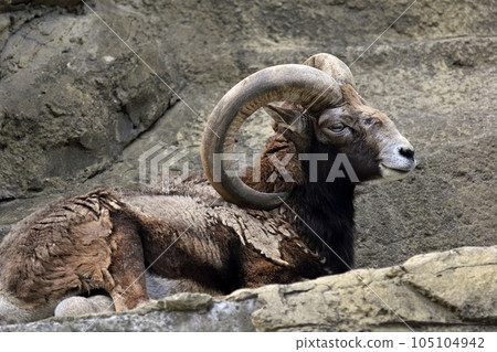 坐著的歐洲盤羊男 坐著的歐洲盤羊男 105104942