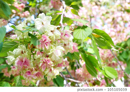 Green cherry blossoms starting to turn red (Gyoi Kizakura) - 3:2 version Green cherry blossoms starting to turn red (Gyoi Kizakura) - 3:2 version 105105039