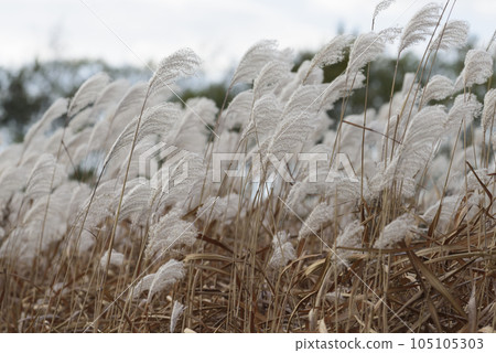 Autumn Susuki 105105303