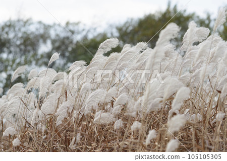 Autumn Susuki 105105305