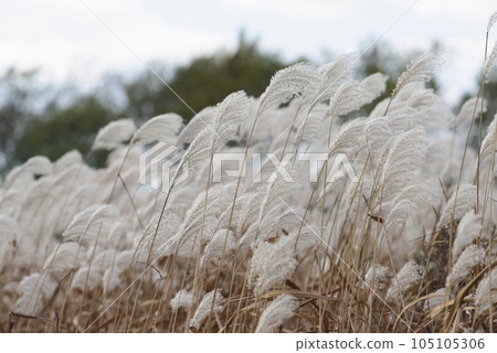 Autumn Susuki 105105306