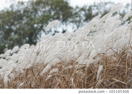 Autumn Susuki 105105308