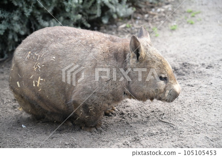 gentle wombat 105105453