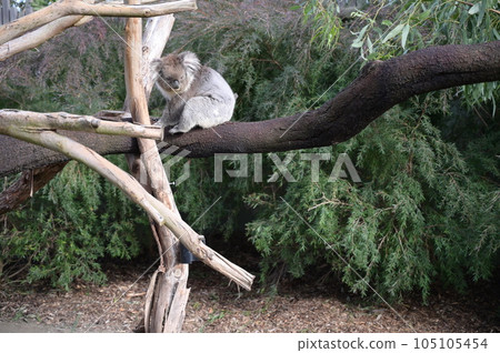 Koala in wildlife reserve 105105454