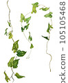 Decorative watercolor ivy plant 105105468
