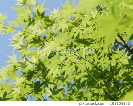 新鮮的綠色楓樹的年輕葉子 105105500