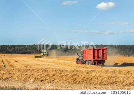 Big modern tractor trucker machine with full loaded with grain or silage wagon container trailer harvested wheat field after combine harvester. Agricultural machinery equipment industrial landscape 105105612