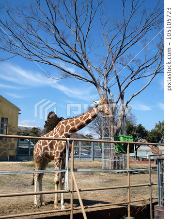 Scenery where giraffe spends time elegantly Scenery where giraffe spends time elegantly 105105723