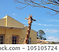 A giraffe looking at you while ruminating 105105724