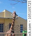 A giraffe looking at you while ruminating 105105725