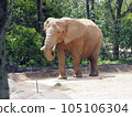 African elephant walking gracefully 105106304