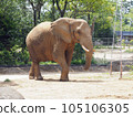 African elephant walking gracefully 105106305