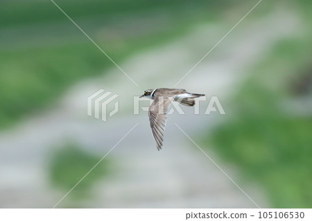 一隻眼睛周圍有黃色環的鳥飛翔，眼環，白色和綠色背景 105106530