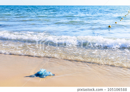 Blue jellyfish on the sandy beach of the Mediterranean sea, Tunisia 105106588