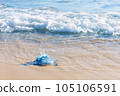 Blue jellyfish on the sandy beach of the Mediterranean sea, Tunisia 105106591