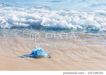 Blue jellyfish on the sandy beach of the Mediterranean sea, Tunisia 105106591