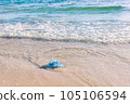 Blue jellyfish on the sandy beach of the Mediterranean sea, Tunisia 105106594
