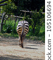 Nice butt of a zebra 105106694