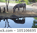 Eating zebra reflected in water mirror 105106695