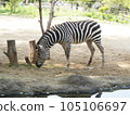 Zebra while eating 105106697